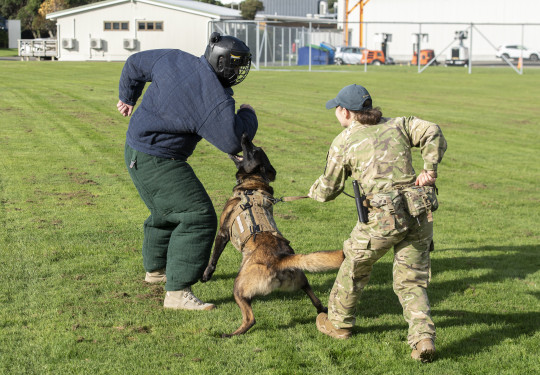 Military Working Dog Dave bites onto the elbow of the bite suit which the Base Commander is wearing. The dog is wearing a vest and a handler keeps control with a leash. 
