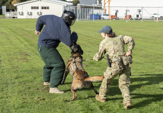 Military Working Dog Dave bites onto the elbow of the bite suit which the Base Commander is wearing. The dog is wearing a vest and a handler keeps control with a leash. 
