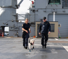 Dog Handler Cheryl with Kiwa from New Zealand Customs Service’s detector dog training with Lieutenant Commander Rob Badger at Devonport Naval Base.