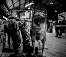 Explosive Detector Dog waits patiently to begin the mission