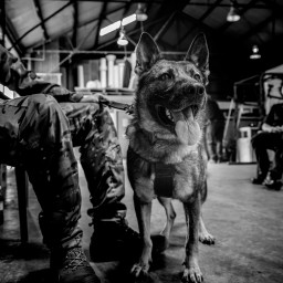 Explosive Detector Dog waits patiently to begin the mission
