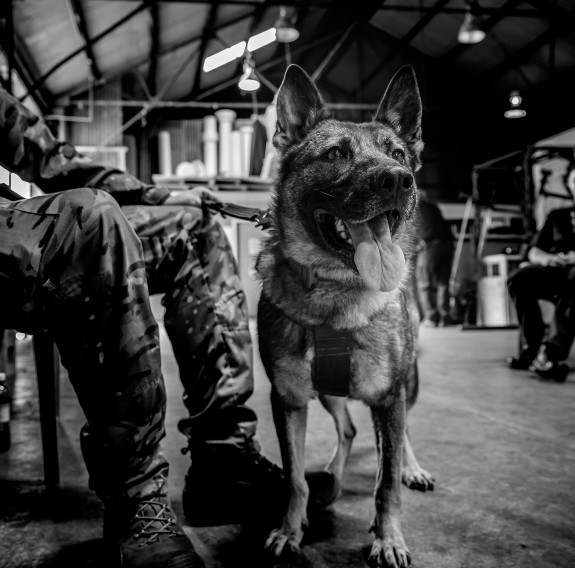 Explosive Detector Dog waits patiently to begin the mission