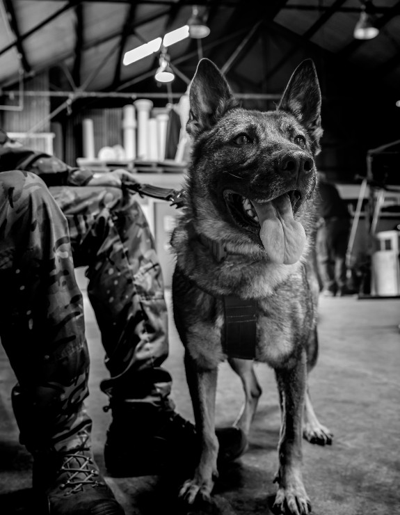 Explosive Detector Dog waits patiently to begin the mission