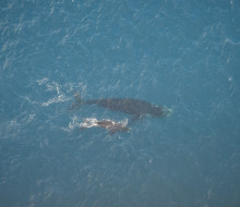 A large whale and a smaller whale swim together in blue water, taken from above.