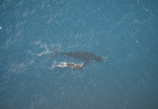 A large whale and a smaller whale swim together in blue water, taken from above.