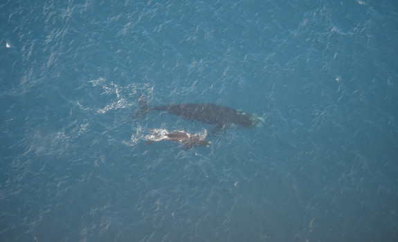 A large whale and a smaller whale swim together in blue water, taken from above.