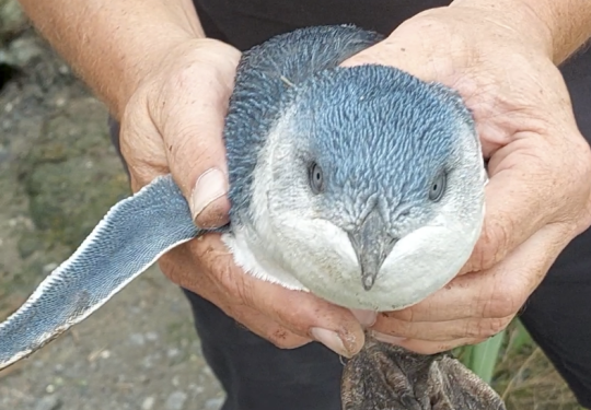 Blue penguin portrait