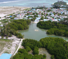 Huraa Island mangroves provide natural protection against flooding and tsunamis as well as breeding and nesting areas for birds