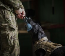 A black labrador with a military leash looks up at its handler whilst holding a blue chew toy in its mouth.  On the other end of the toy, two hands grip the toy, the scene is dark other than the handler and the dog that we can see.
