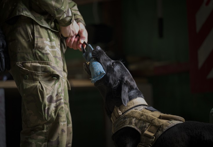 A black labrador with a military leash looks up at its handler whilst holding a blue chew toy in its mouth.  On the other end of the toy, two hands grip the toy, the scene is dark other than the handler and the dog that we can see.