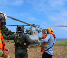The New Zealand Conservation Dog Programme returning to HMNZS Canterbury via Seasprite helicopter after undertaking rodent detection on Rangitāhua /Raoul Island.