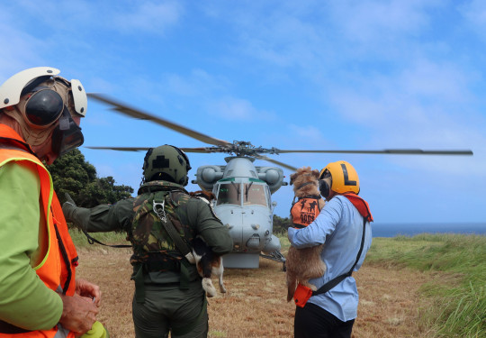 The New Zealand Conservation Dog Programme returning to HMNZS Canterbury via Seasprite helicopter after undertaking rodent detection on Rangitāhua /Raoul Island.