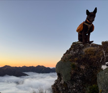 A Kelpie dog sits on a rock in front of the sky, beneath the dog in the background are mountain tops and clouds.