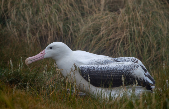 An Albatross sits in long grass.