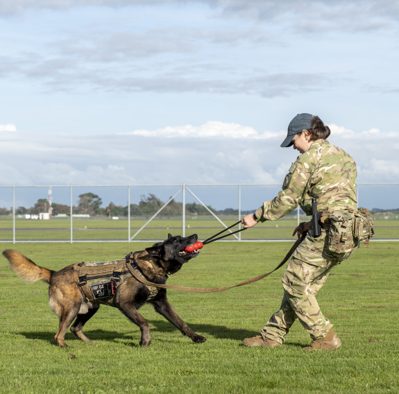 A handler rewards MWD Dave's good behaviour by playing with a kong attached to rope in the training area at Base Ohakea.