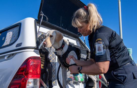 Dog Handler Cheryl with Kiwa from New Zealand Customs Service’s detector dog training at Devonport Naval Base.