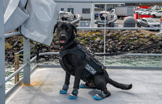 Kahu from New Zealand Customs Service’s detector dog training at Devonport Naval Base.