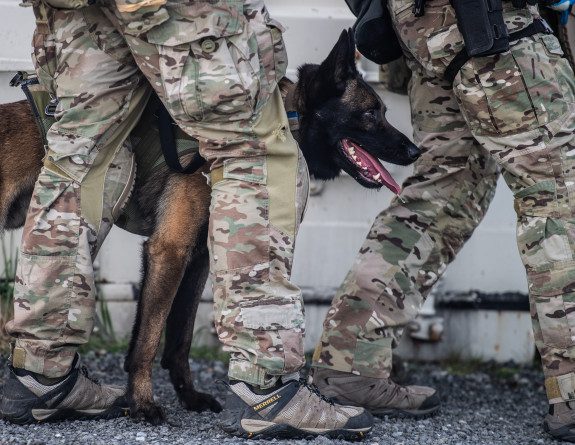 Military uniform legs with legs a military dog.