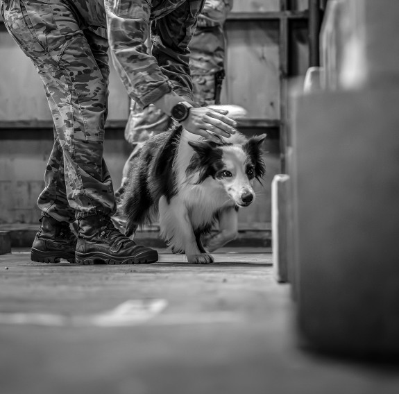 Explosive Detector Dog eagerly starts tracking scent