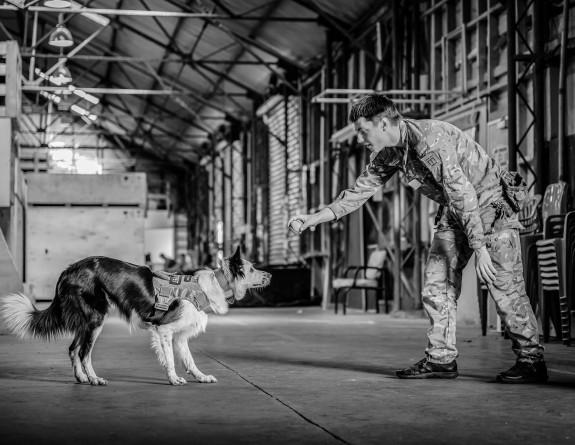Explosive Detector Dog about to receive a chew toy