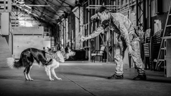 Explosive Detector Dog about to receive a chew toy