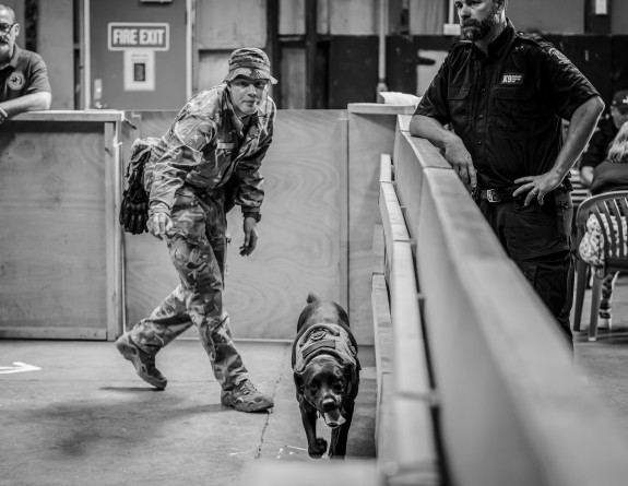 Explosive Detector Dog tracing a scent