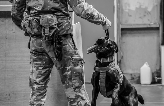 Explosive Detector Dog enjoys a chew toy