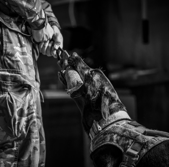 Explosive Detector Dog enjoys some tug-o-war