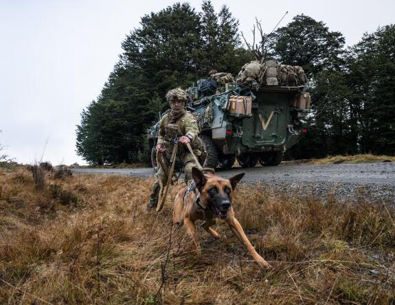 Infantry support dogs provided a valuable capability alongside soldiers in the field