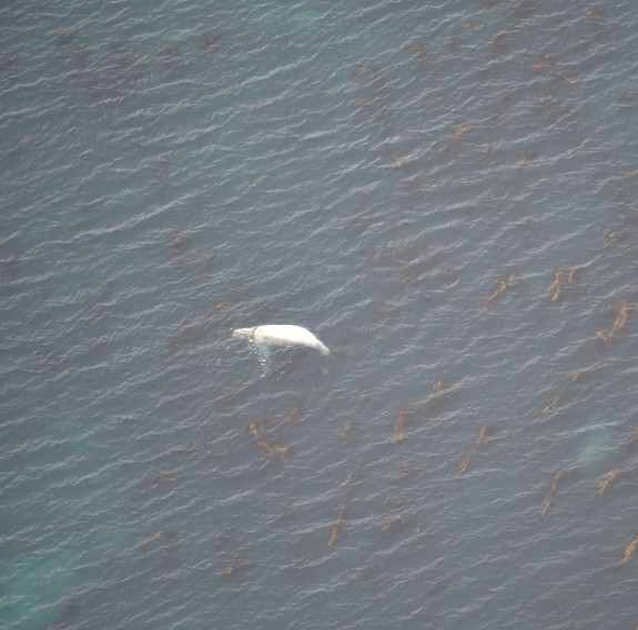 A white Juvenile Southern Right Whale photographed from the air.