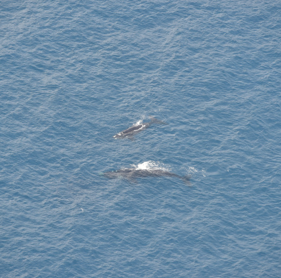 An adult and juvenile Southern Right Whale swim through blue water, taken from the air above them.