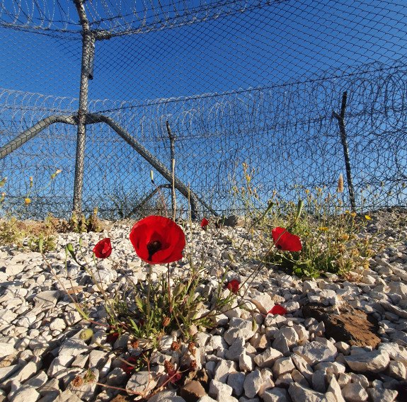 742 Desert Poppies