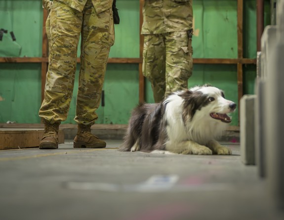 A grey and white long haired dog crouches on the ground looking to its left whilst two military people watch on in the background. The female stands with her hands on her hips, whilst the male stands with his arms folded, looking on.