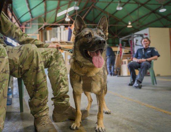 A german shepherd looks into the distance, it's pink tongue on display, it's ears alert. Two military people are seated, one holding the leash to the dog.  In the background, a woman in a dark blue police uniform sits on a green plastic chair watching on 