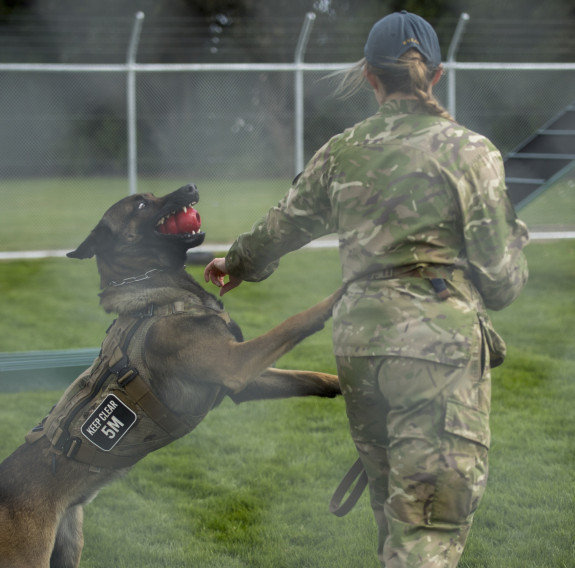 The dog handler has their back to the camera and is holding out their left arm towards the dog as they give instructions to the dog. The dog is up on hind legs with front paws resting on handler. 