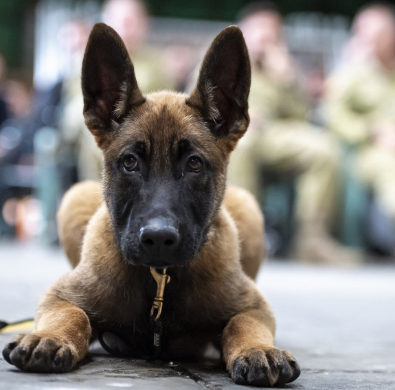 Puppies of all breeds and from a variety of government and non-government agencies honed their skills as part of the puppy development seminar