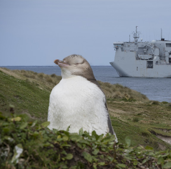 A yellow eyed penguin sits on the hillside with HMNZS Canterbury in the background of the Sub-Antarctic Islands.