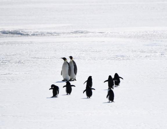 A huddle of Emperor Penguins on the ice.