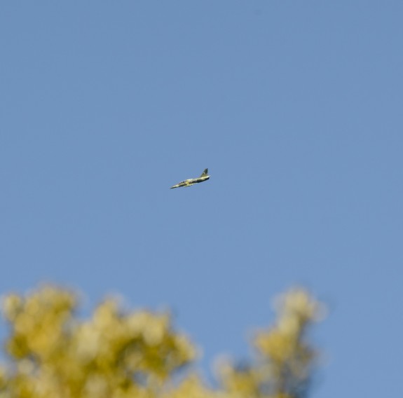 A small jet aircraft flies across blue skies with a tree out of focus framing the aircraft in the foreground.