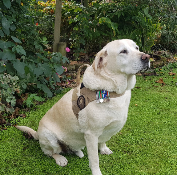 Yardley wearing his owner’s miniature service medals for an Anzac Day commemoration.